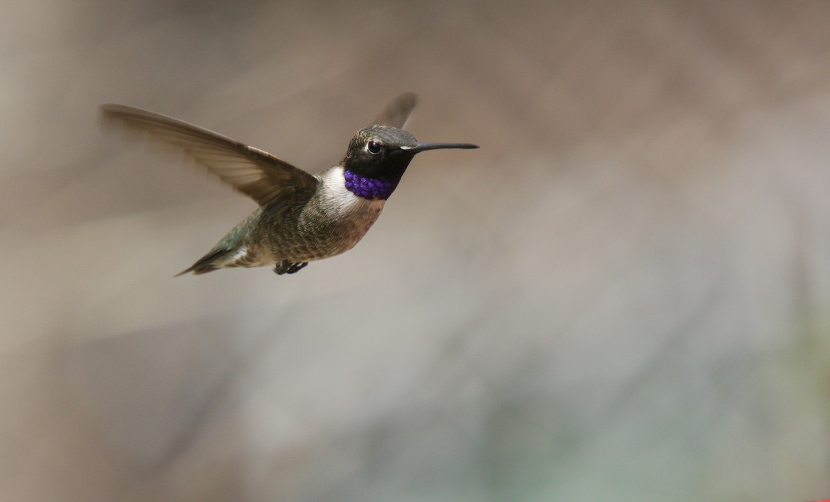 eBird Checklist - 27 Apr 2009 - Paton Center for Hummingbirds (Patons ...