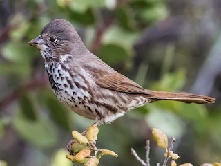 Adult (Thick-billed) - Fox Sparrow (Thick-billed)