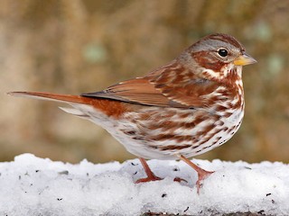 Adult (Red) - Fox Sparrow (Red)