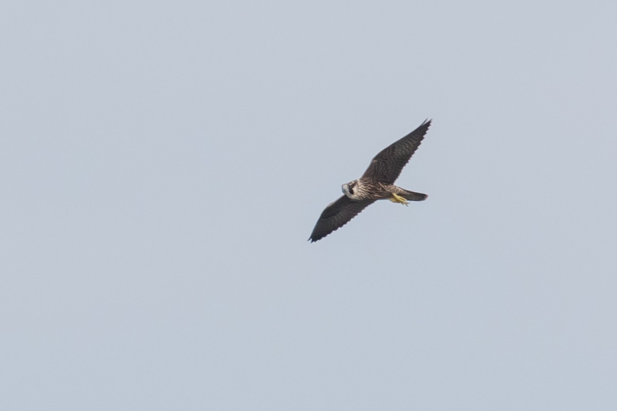 Peregrine Falcon - Adam Brandemihl