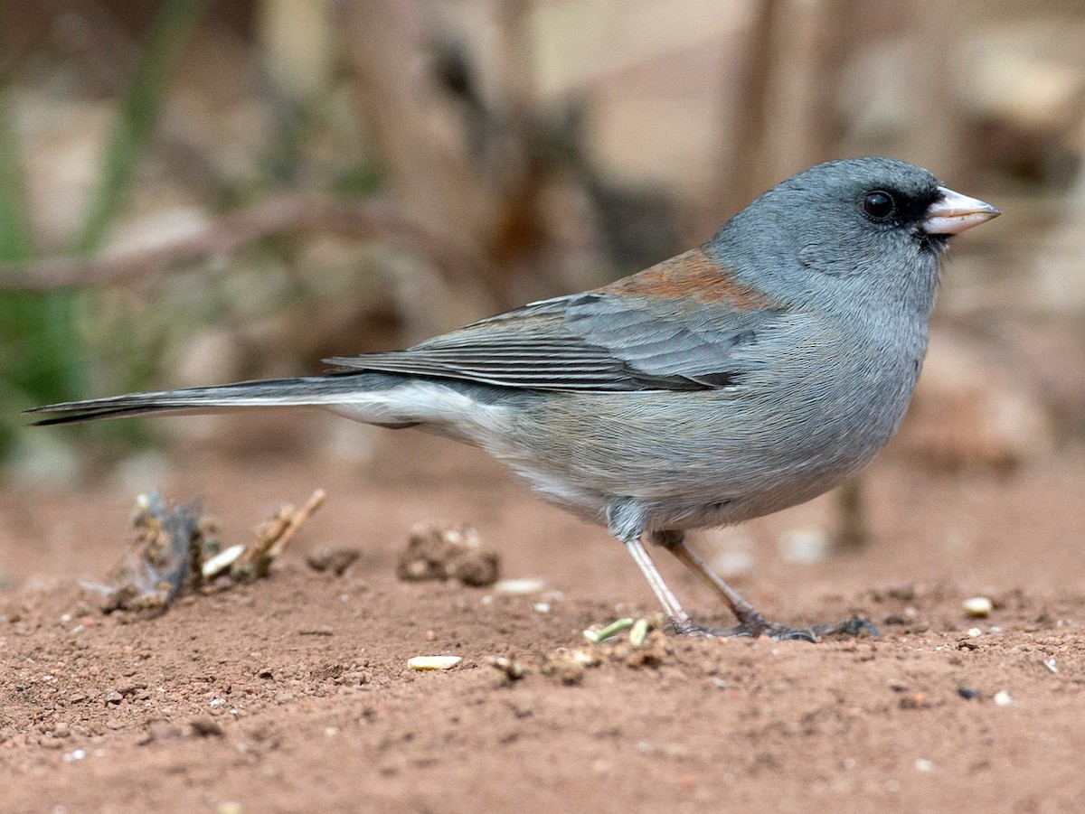 Adult (Gray-headed)