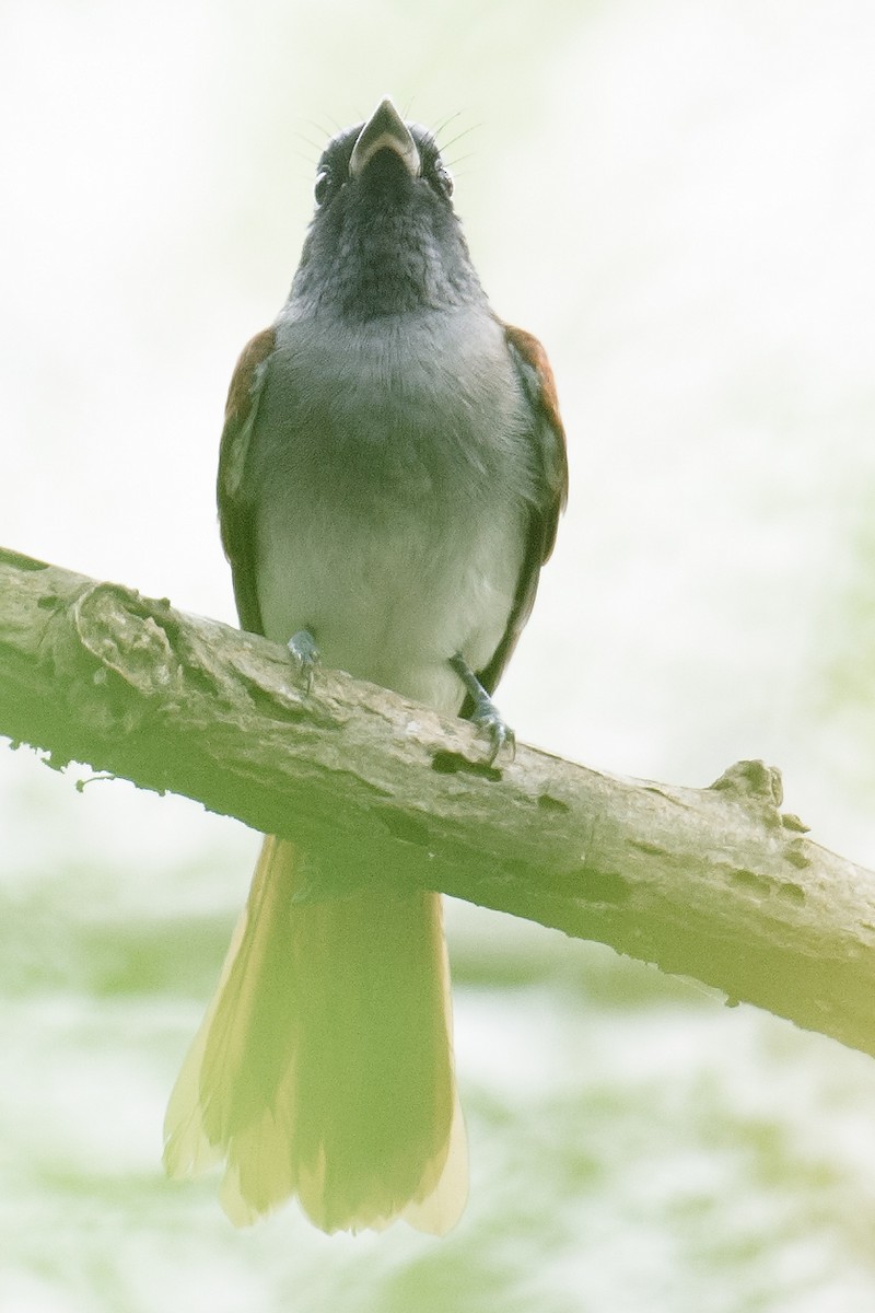 Amur Paradise-Flycatcher - ML66116261