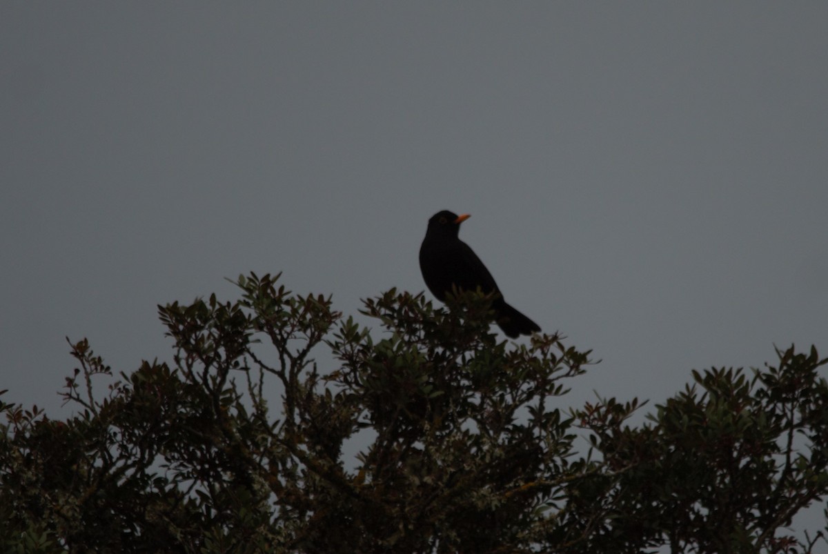 Eurasian Blackbird - ML66116811