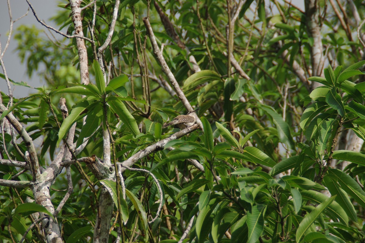 Rufous-naped Wren - David Weisenbeck