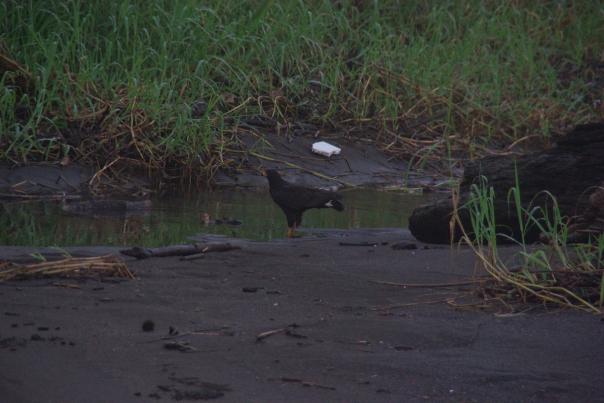 Common Black Hawk - ML66118511