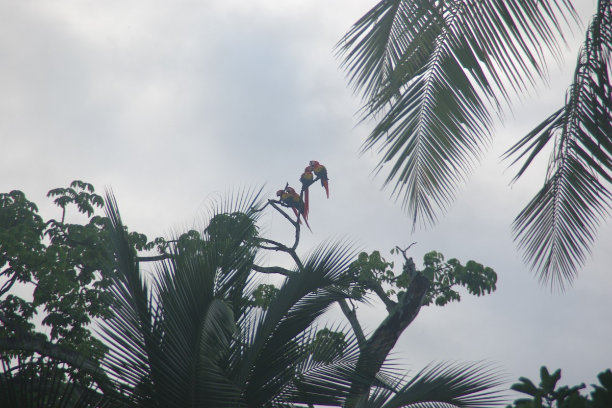 Scarlet Macaw - ML66118561