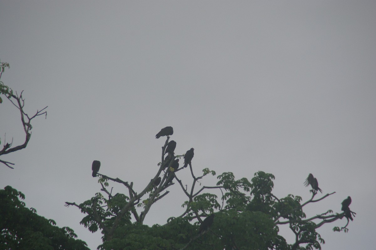 Turkey Vulture - David Weisenbeck