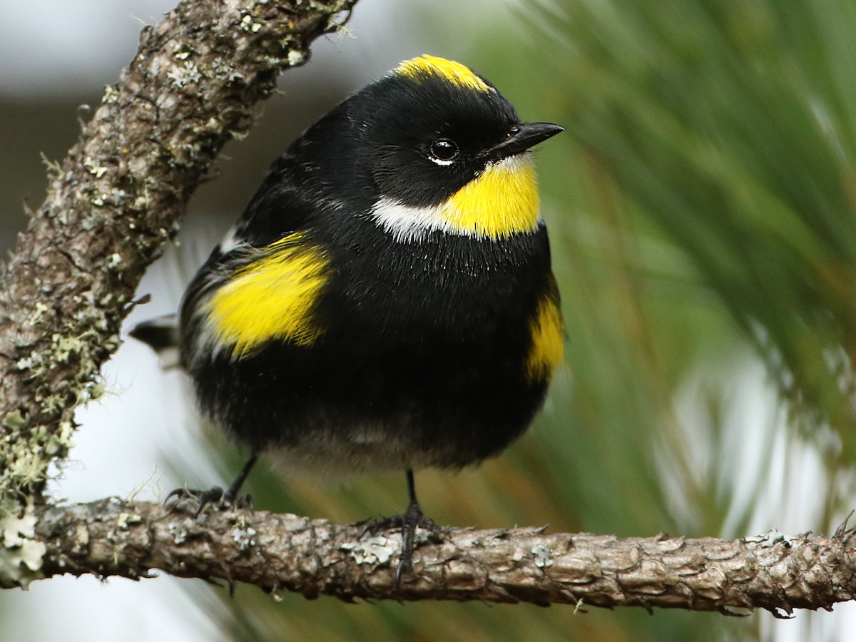 Photos - Yellow-rumped Warbler - Setophaga coronata - Birds of the