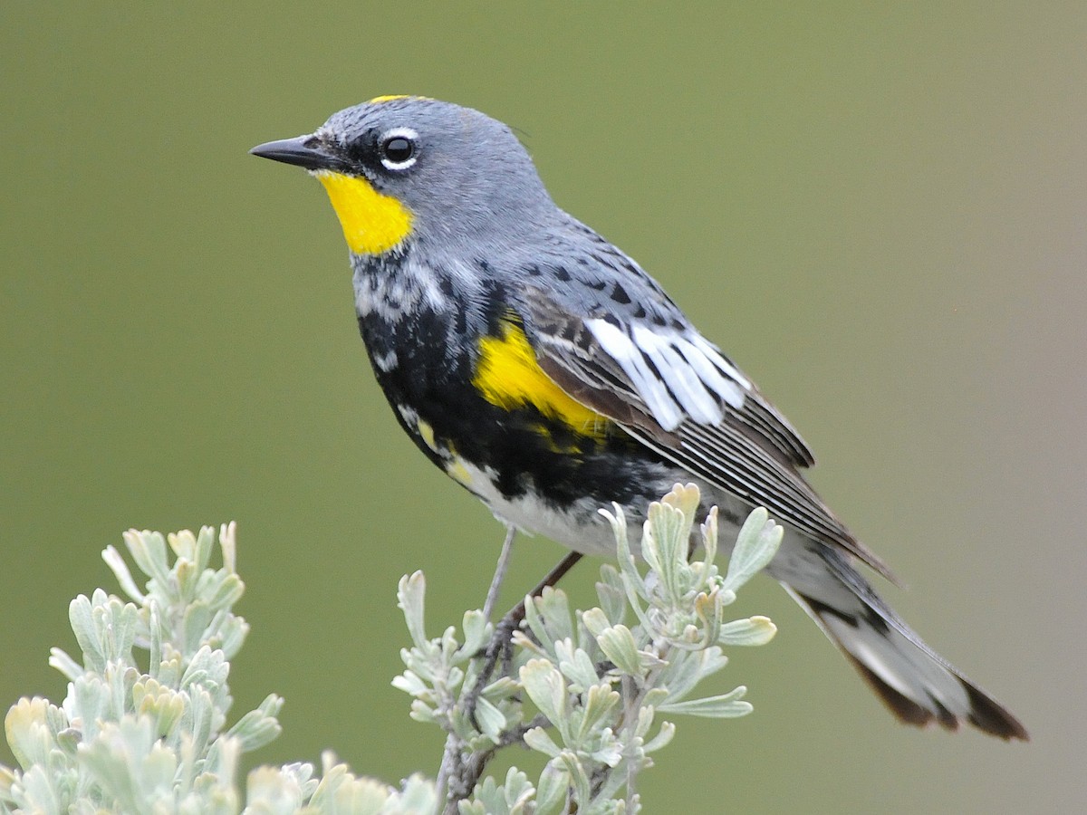 Photos - Yellow-rumped Warbler - Setophaga coronata - Birds of the