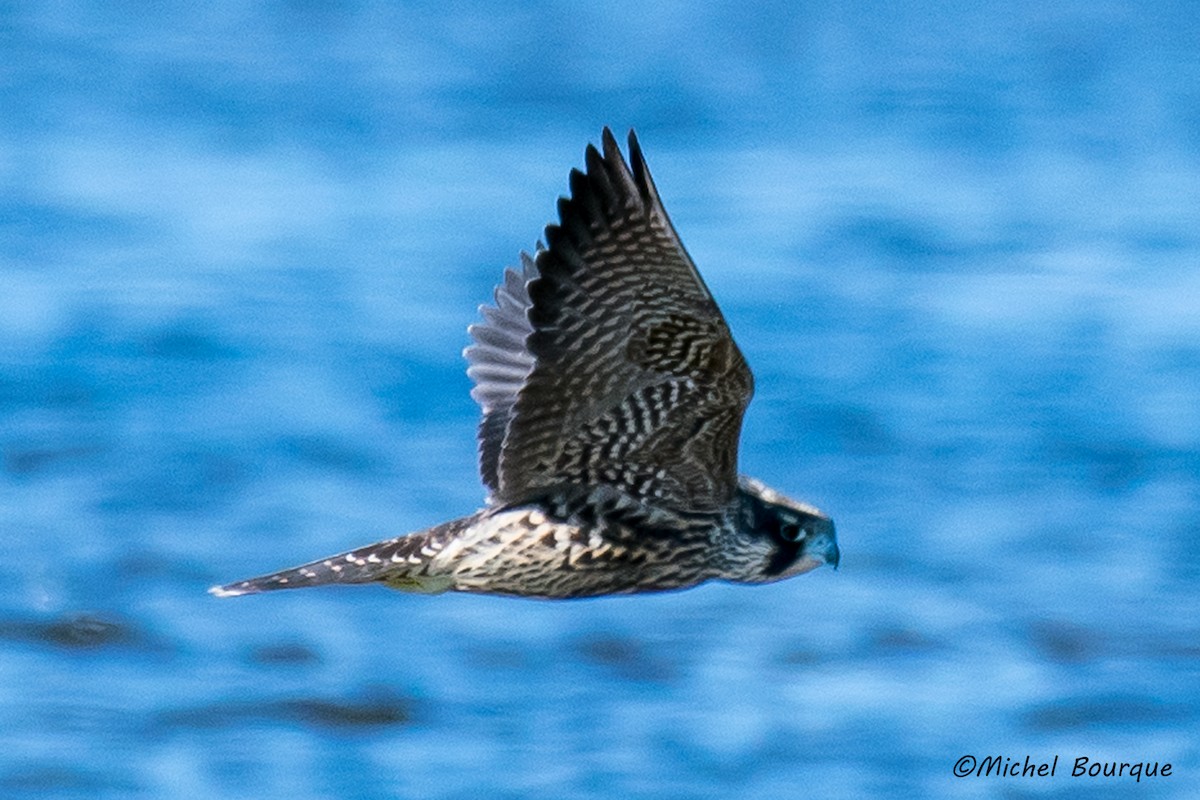 Halcón Peregrino - ML66119541