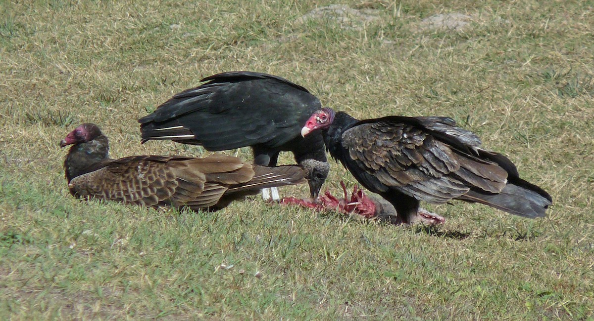 Turkey Vulture - Tresa Moulton
