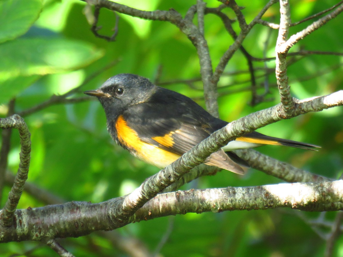 American Redstart - ML66120921