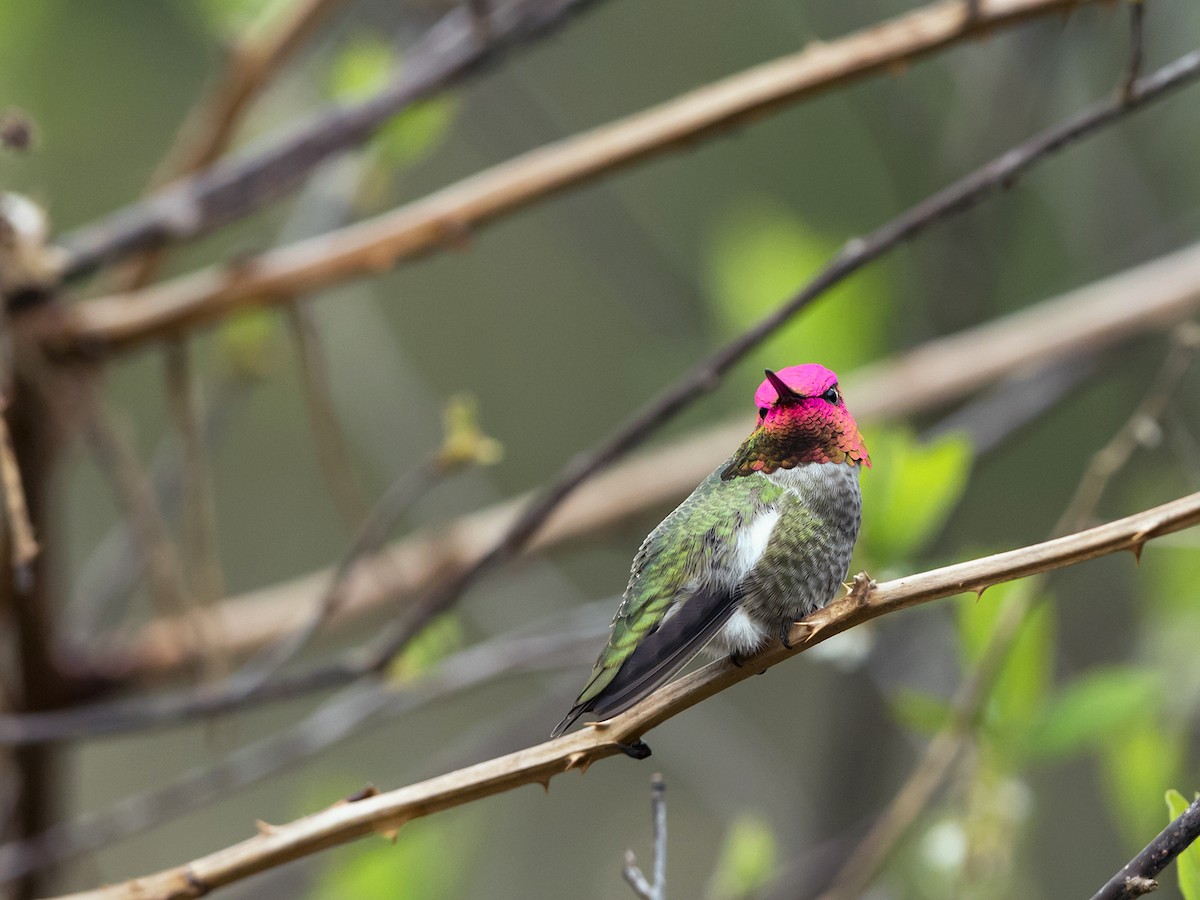 Adult male