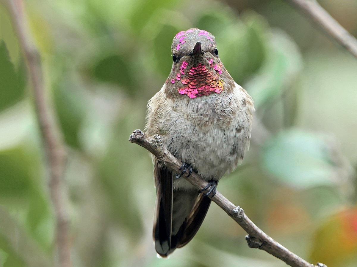 Immature male