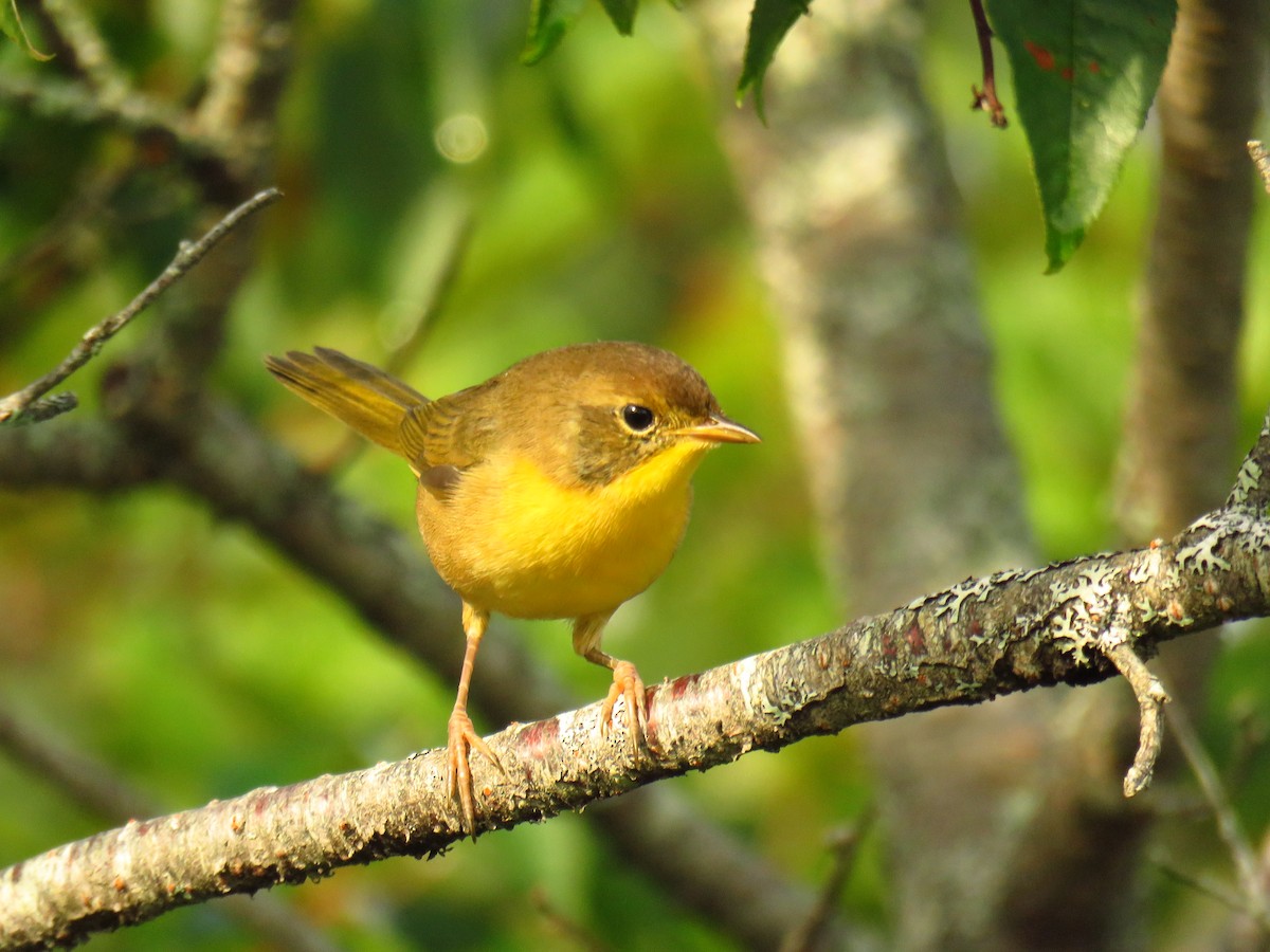 Common Yellowthroat - ML66121001