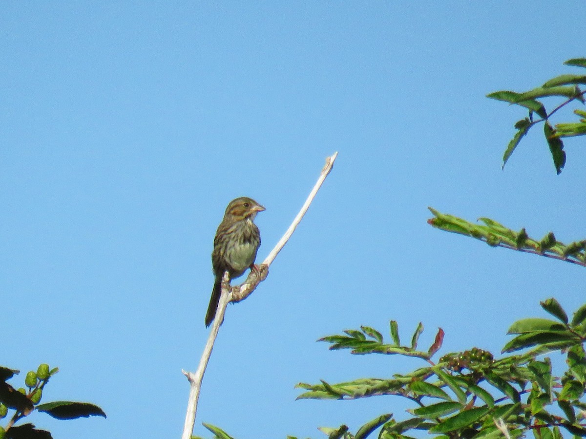 Song Sparrow - ML66121221