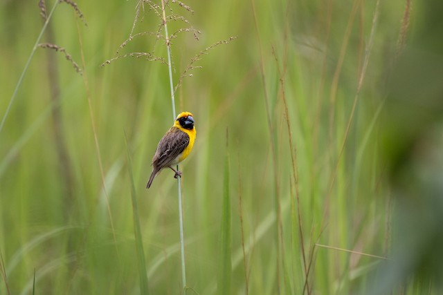 Compact Weaver (Pachyphantes superciliosus) — best photo, 4 in total