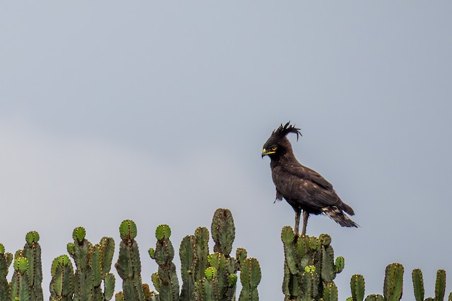 Long-crested Eagle (Lophaetus occipitalis) — best photo, 1 in total