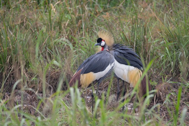 Grey Crowned-Crane (Balearica regulorum) — best photo, 1 in total