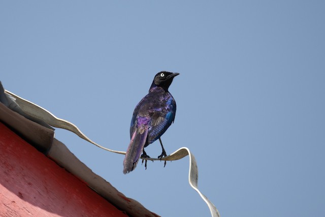 Rüppell's Starling (Lamprotornis purpuroptera) — best photo, 1 in total