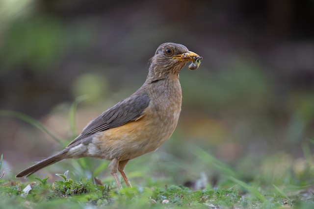 Thrushes & Chats