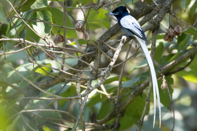 African Paradise-Flycatcher (Terpsiphone viridis) — best photo, 1 in total
