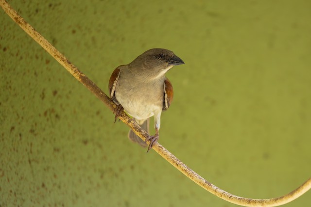 Northern Grey-headed Sparrow (Passer griseus) — best photo, 1 in total