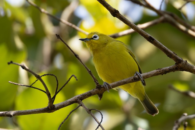 White-eyes