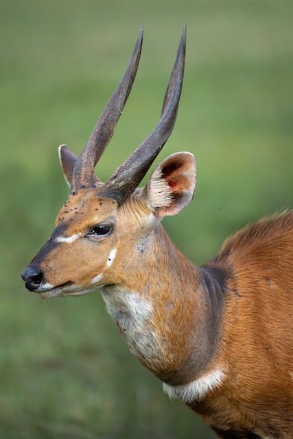 Northern Bushbuck (Tragelaphus scriptus) — best photo, 2 in total