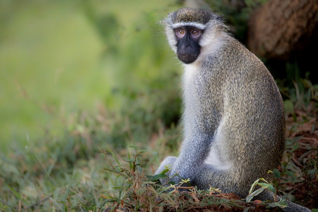 Tantalus Monkey (Chlorocebus tantalus) — best photo, 2 in total