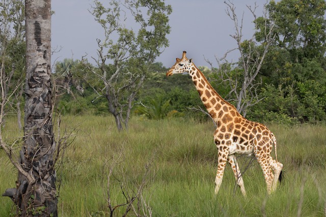 Rothschild's Giraffe (Giraffa camelopardalis rothschildi) — best photo, 1 in total