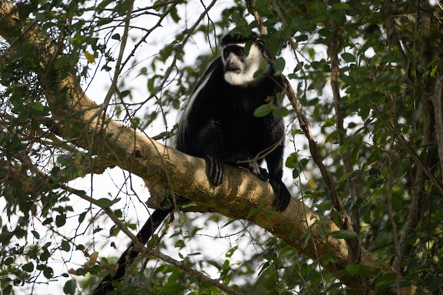 Black-and-White Colobuses (Colobus) — best photo, 1 in total