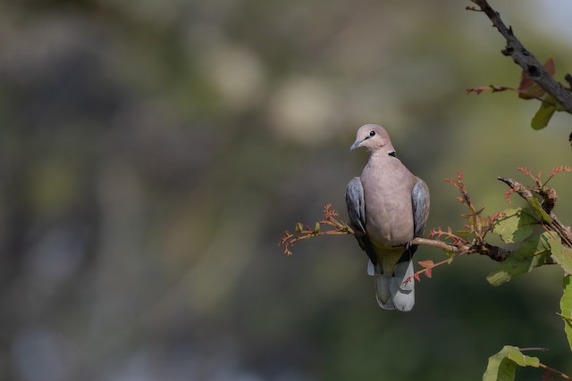 Vinaceous Dove (Streptopelia vinacea) — best photo, 2 in total