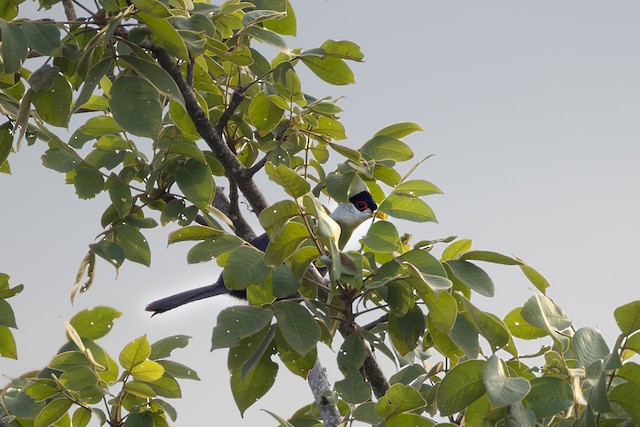 White-crested Turaco (Tauraco leucolophus) — best photo, 1 in total