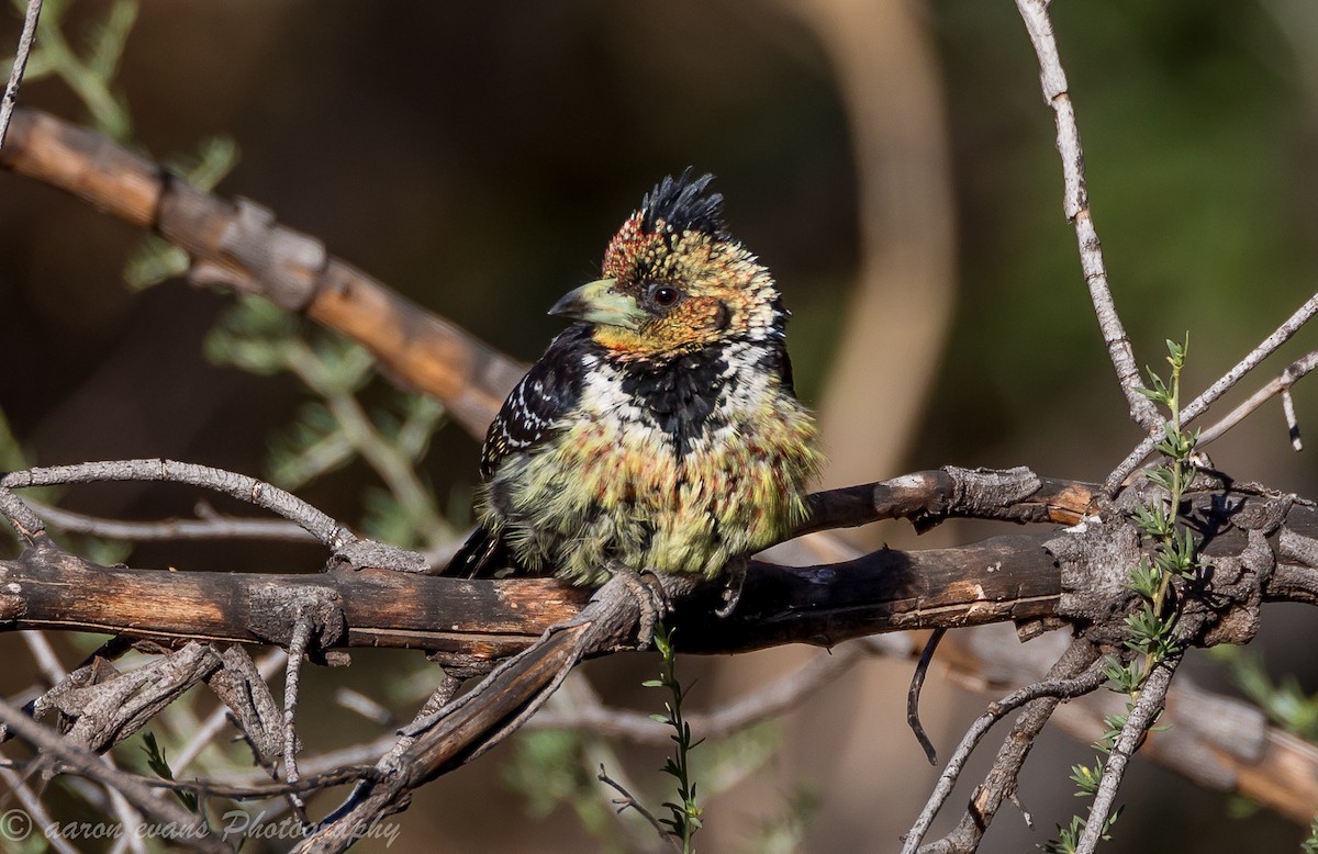 Crested Barbet - aaron evans