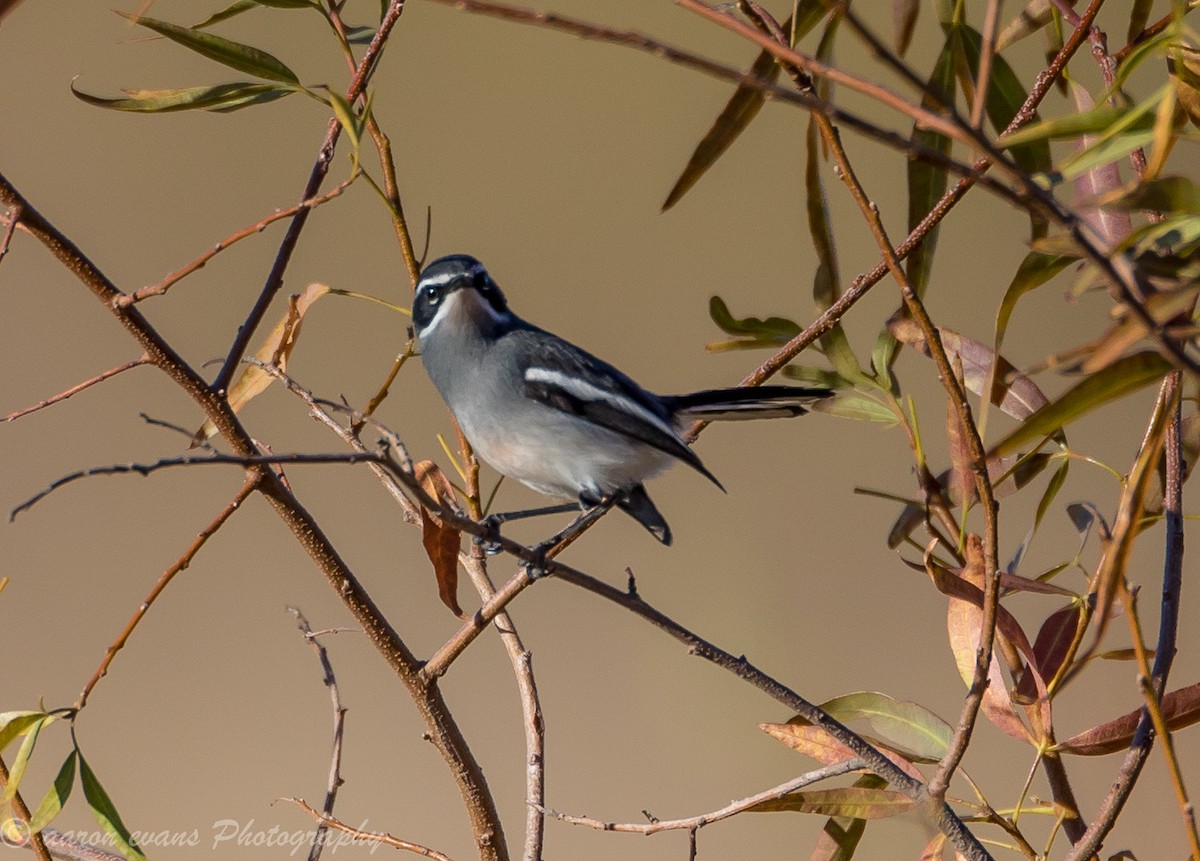 Fairy Flycatcher - aaron evans