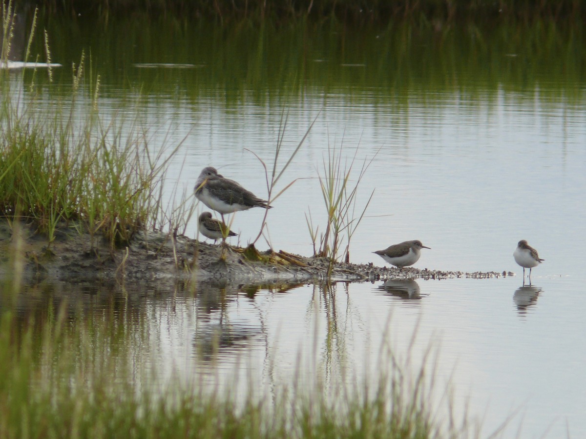 Spotted Sandpiper - Sam Mroz