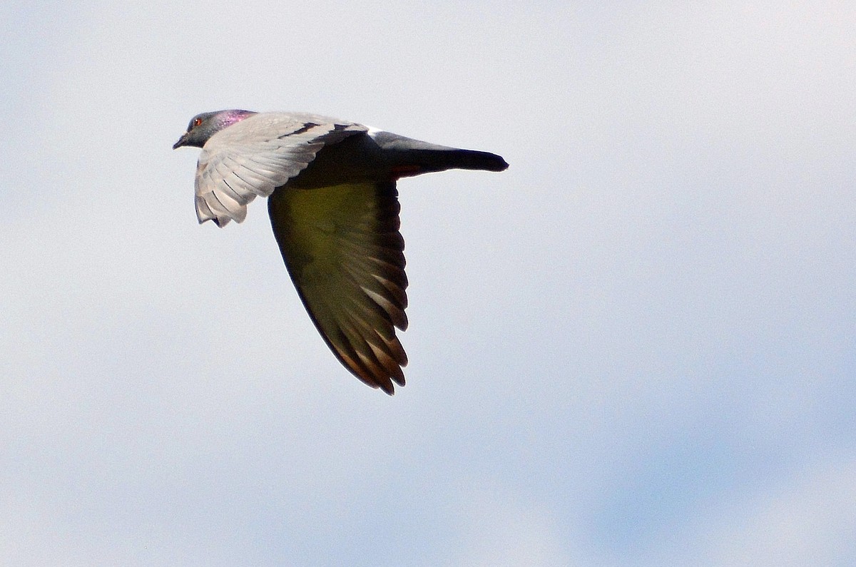 Rock Pigeon (Feral Pigeon) - ML66124981