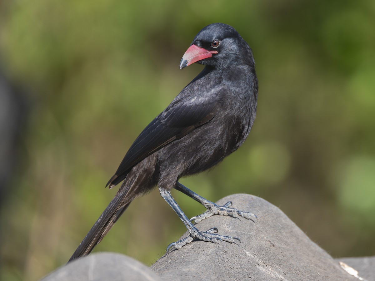Piapiac - Ptilostomus afer - Birds of the World