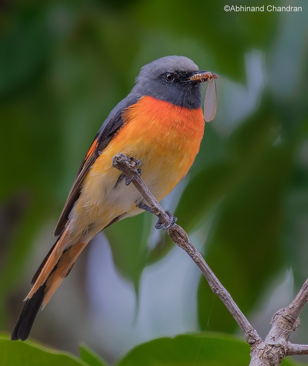 Small Minivet - ML66128831