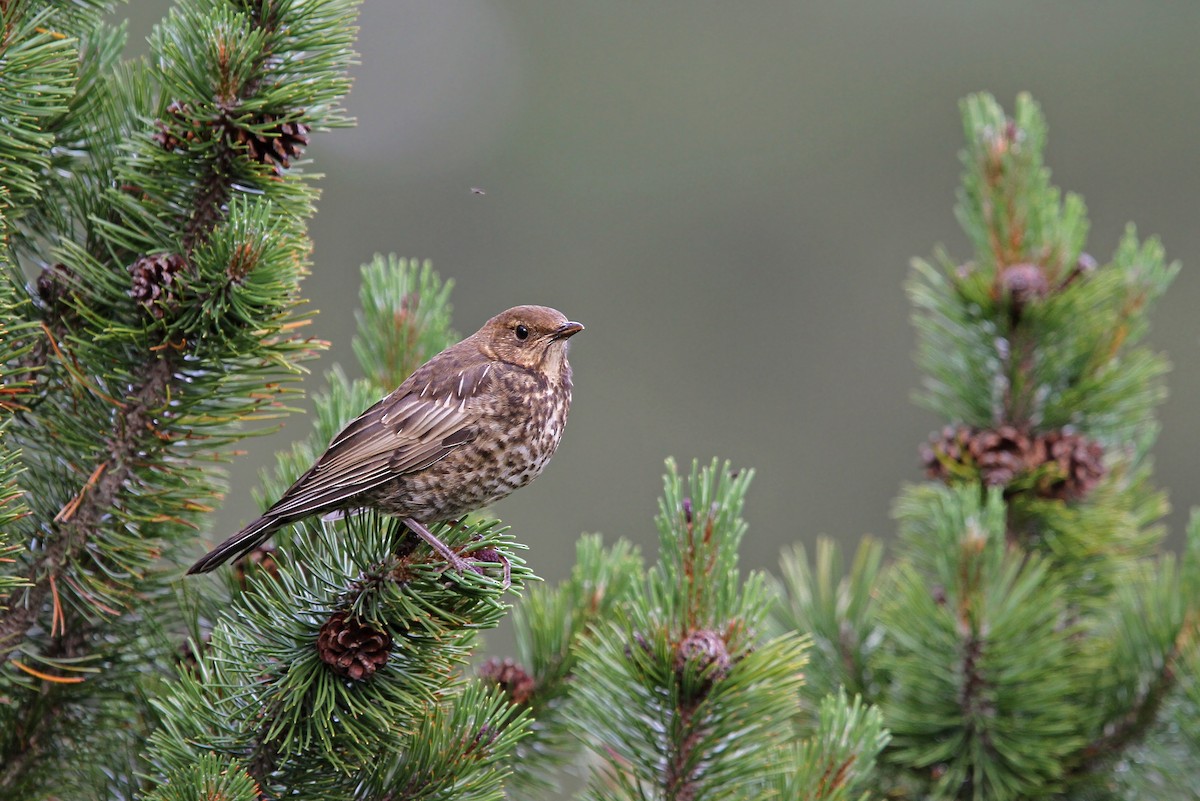 Ring Ouzel - Christoph Moning