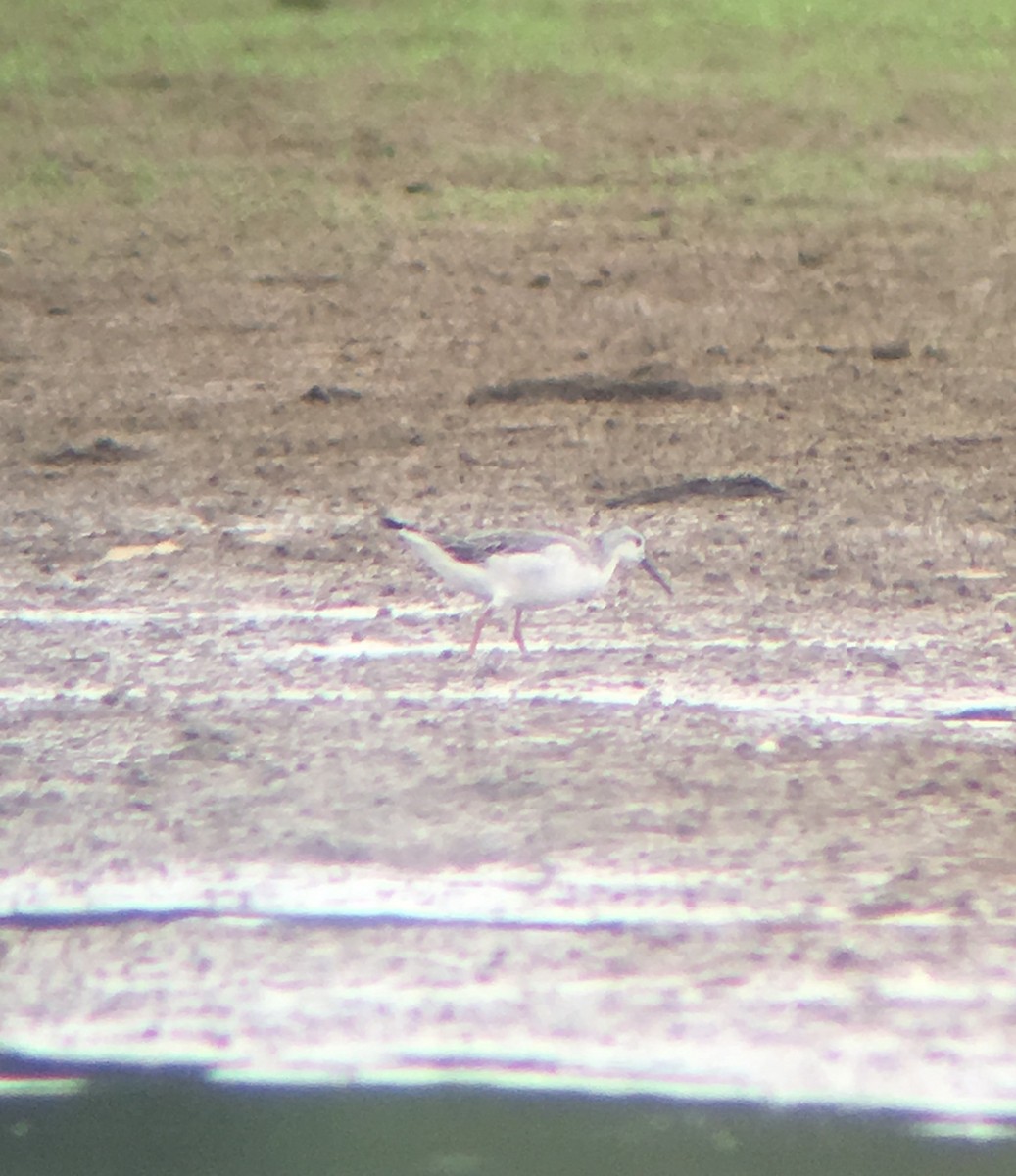 Phalarope de Wilson - ML66129781