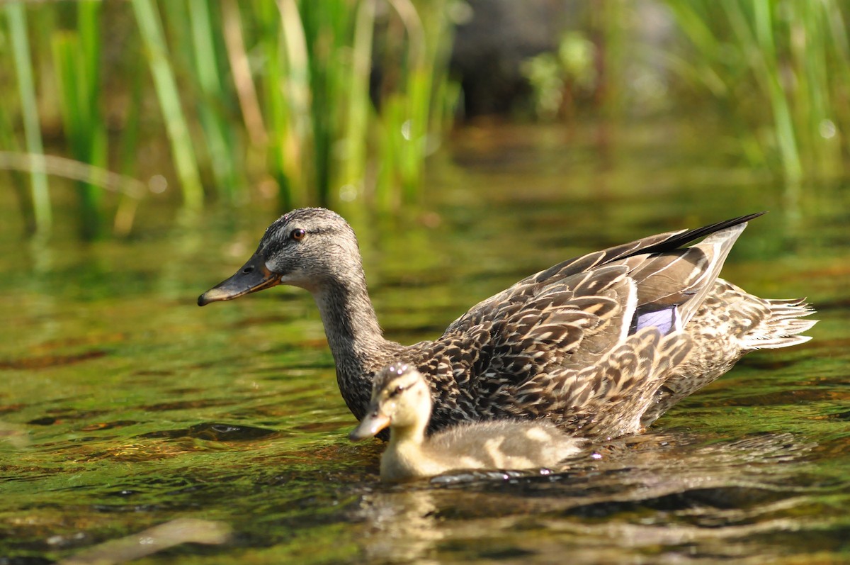 Canard colvert - ML66134151