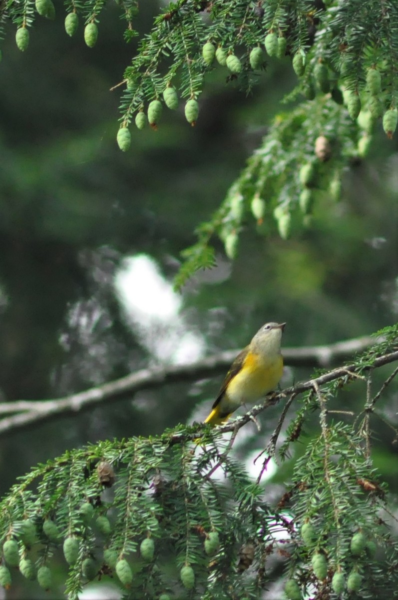 American Redstart - Steve Kinsley