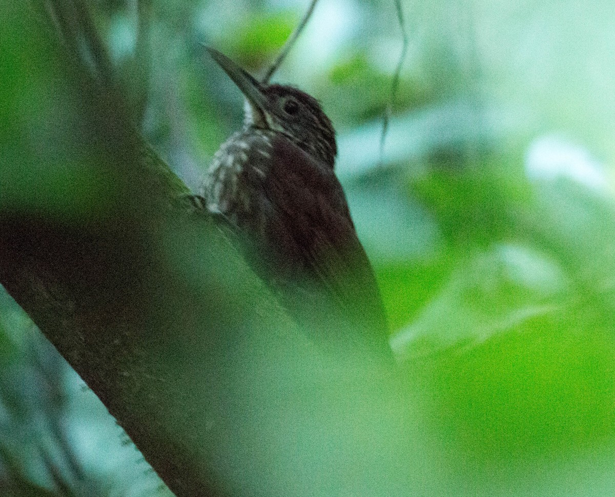 Ocellated Woodcreeper - Paul Fenwick