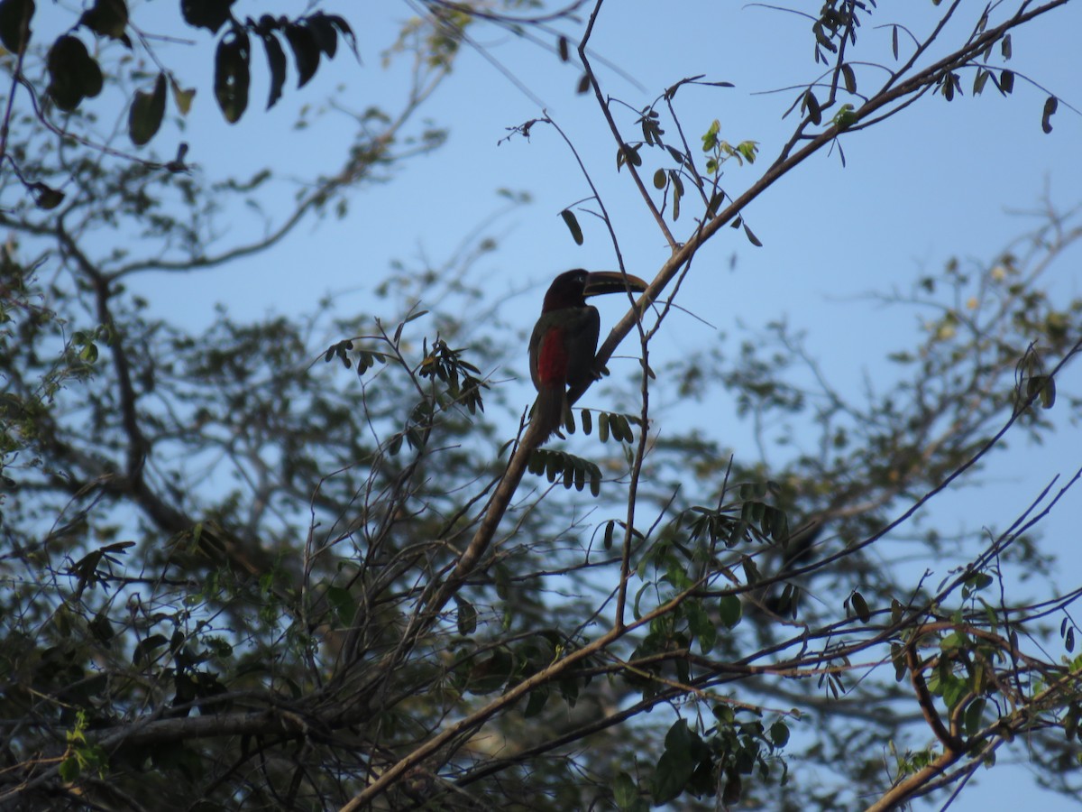 Chestnut-eared Aracari - ML66135621