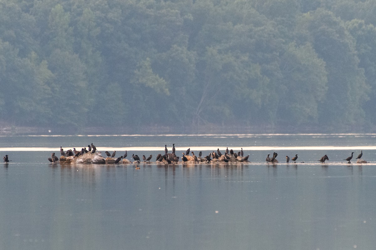 Double-crested Cormorant - ML66137521