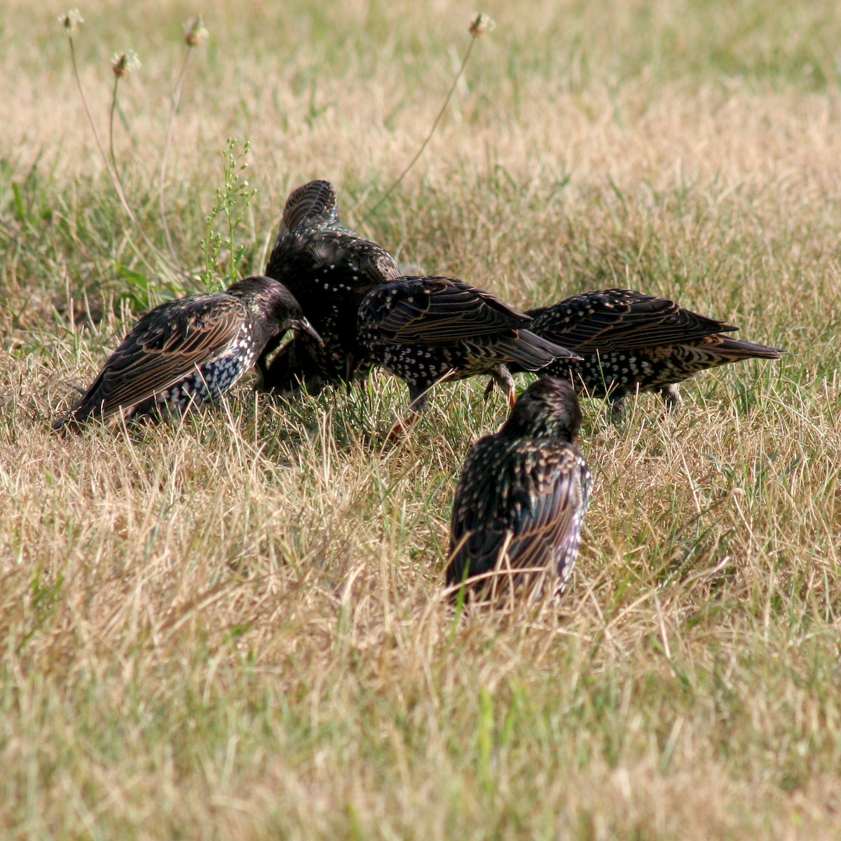 European Starling - Sherry Plessner