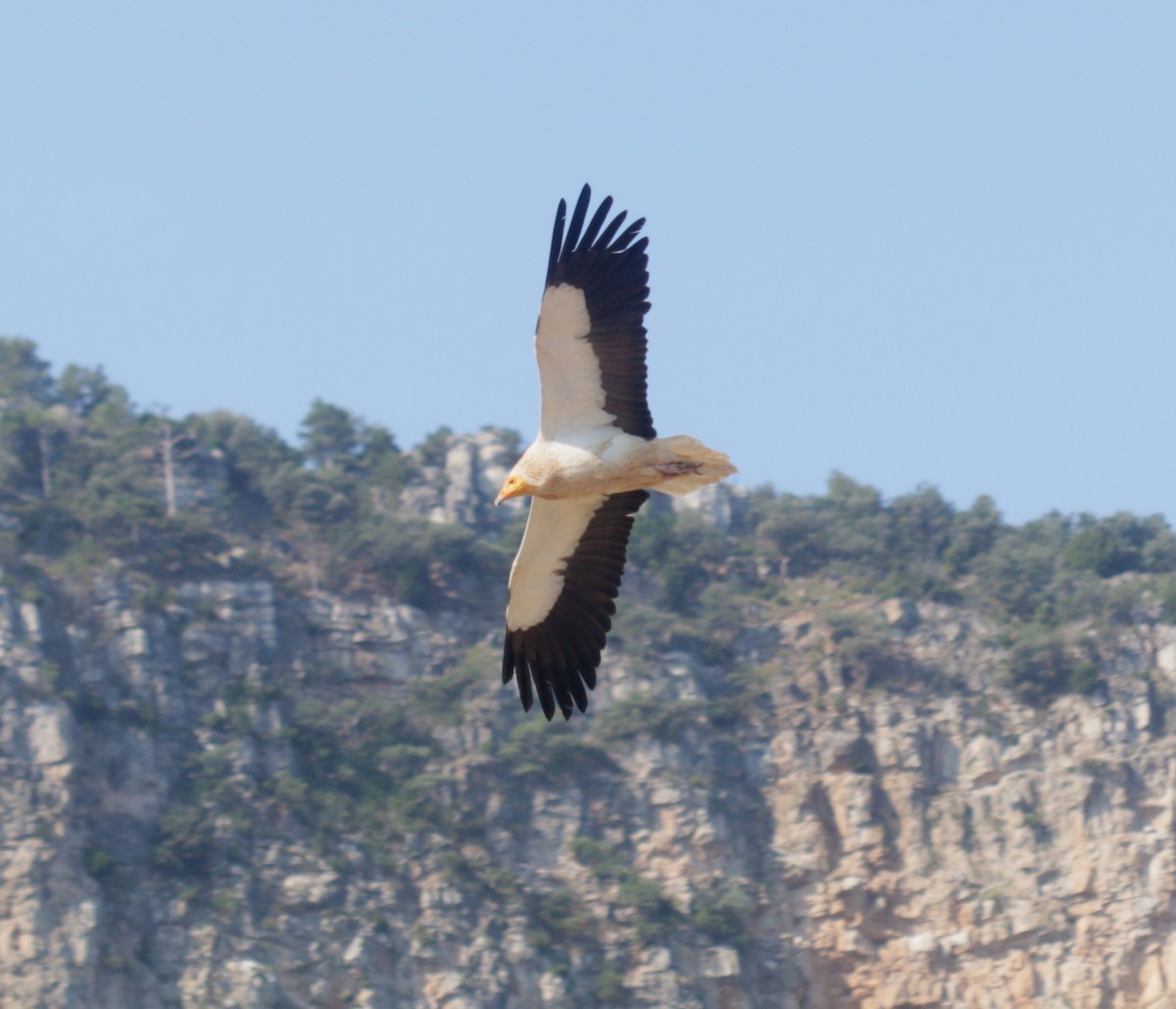 Egyptian Vulture - Sandy Rae