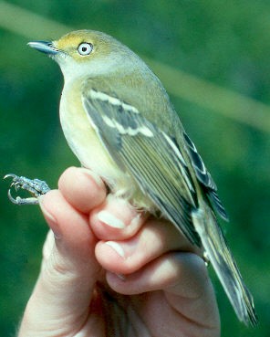 White-eyed Vireo - Brad Bergstrom